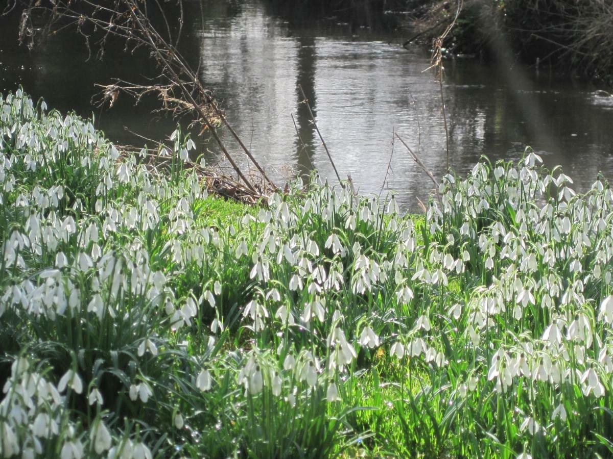 Tilford Mill Cottage Farnham (Surrey) Bagian luar foto